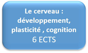 opt cerveau