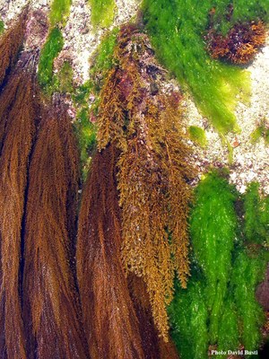 Sargassum-muticum-cystoseira-baccata1.jpg