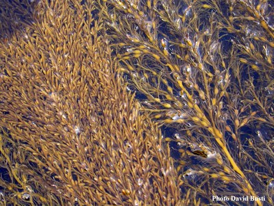 Sargassum-muticum-cystoseira-baccata2.jpg