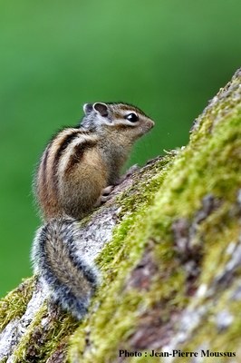 Tamia-sibiricus.JPG