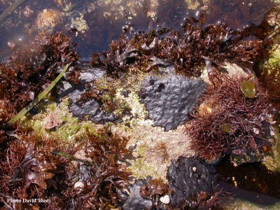 Mastocarpus-stellatus-carposporophyte.JPG