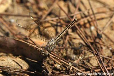 Brachythémis_a_ailes_barrées-Brachythemis_leucosticta.JPG