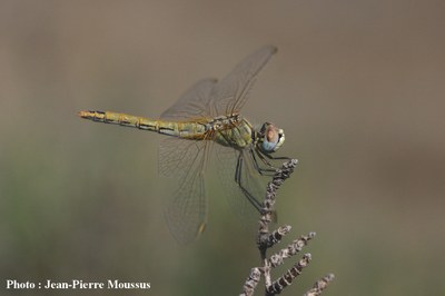 Sympetrum_a_nervures_rouges-Sympetrum_fonscolombii.JPG