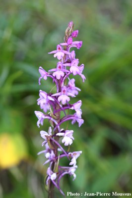 Gymnadenia-conopsea.jpg