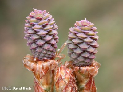 Pinus-halepensis-cones-femelles.jpg