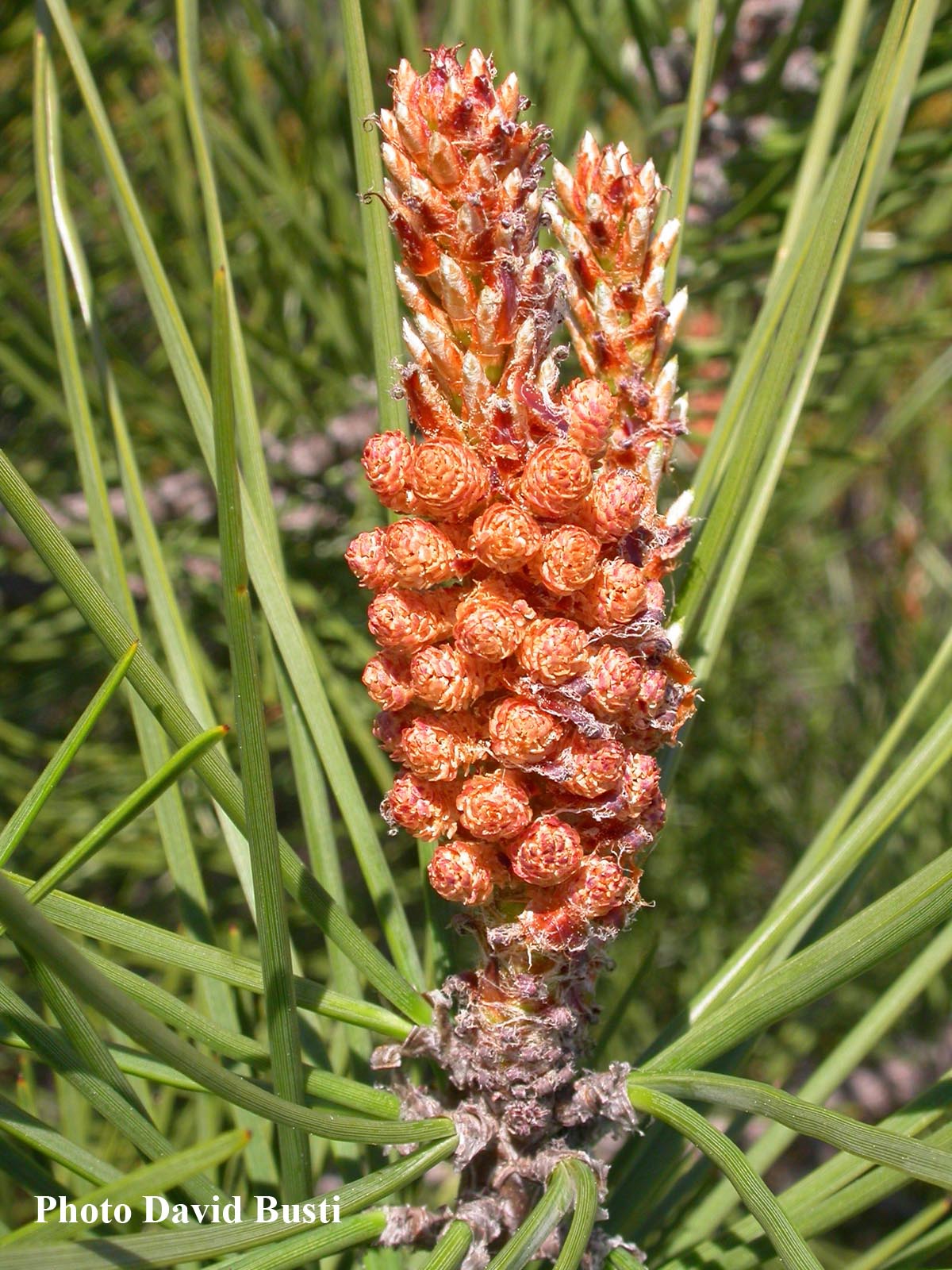 Pinus-maritima-cones-mâles.JPG