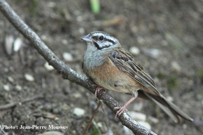 Les migrations altitudinales de quelques passereaux montagnards