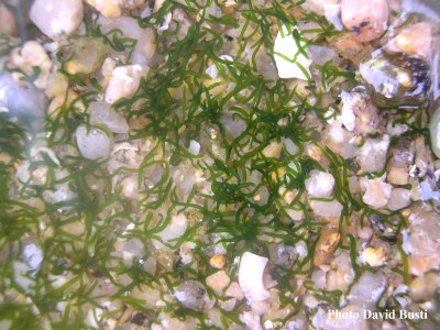 Symsagittifera_roscoffensis2.jpg