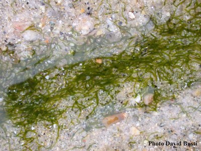 Le Ver plat de Roscoff, un ver marin en symbiose avec une algue verte