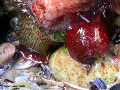 Actinia_fragacea_&_Actinia_equina.jpg
