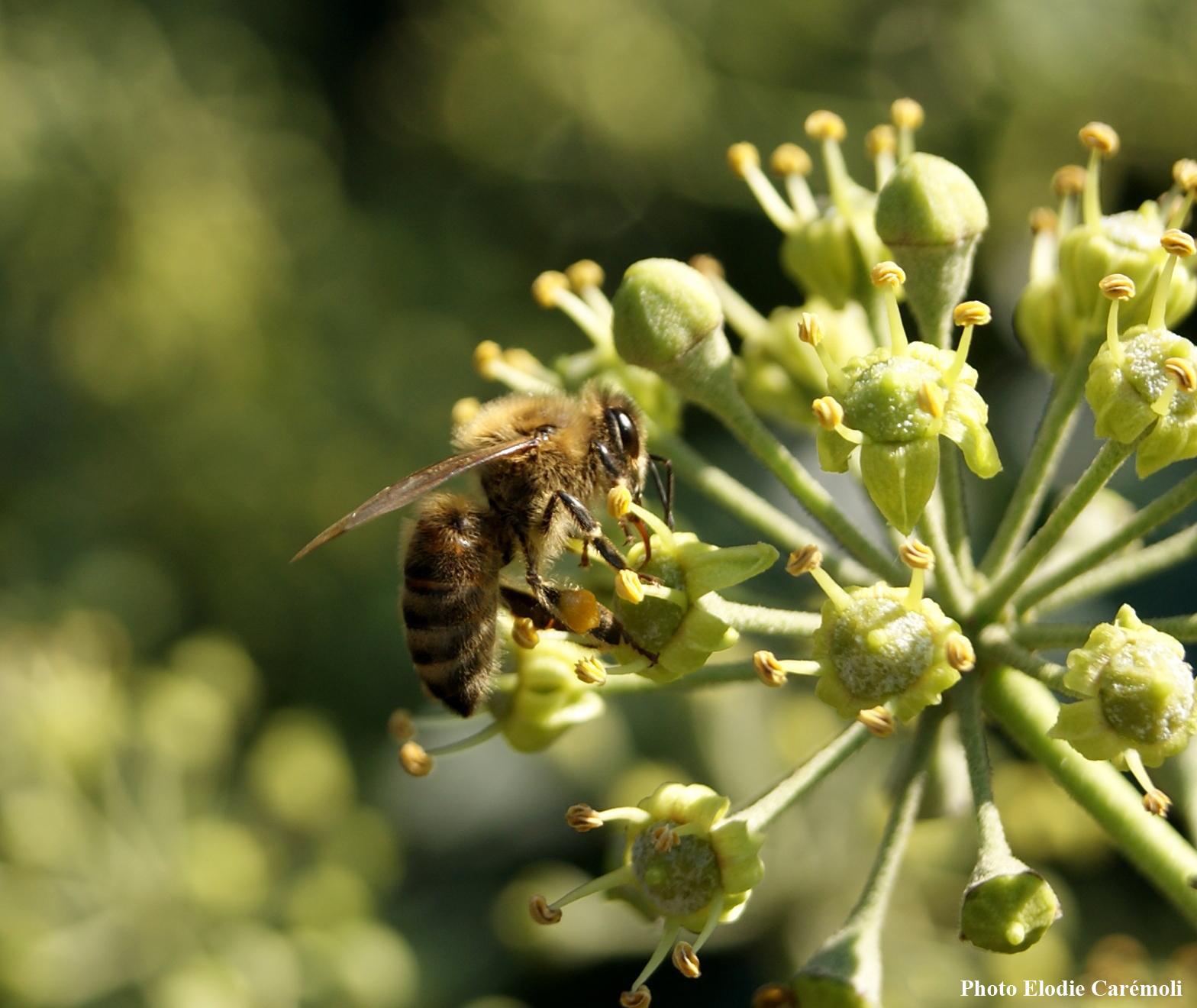 Derniers jours de beau temps pour l'Abeille domestique