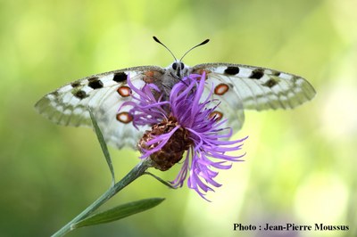 Robert_le_diable_polygonia_c_album_dessus_perché