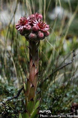 Robert_le_diable_polygonia_c_album_dessus