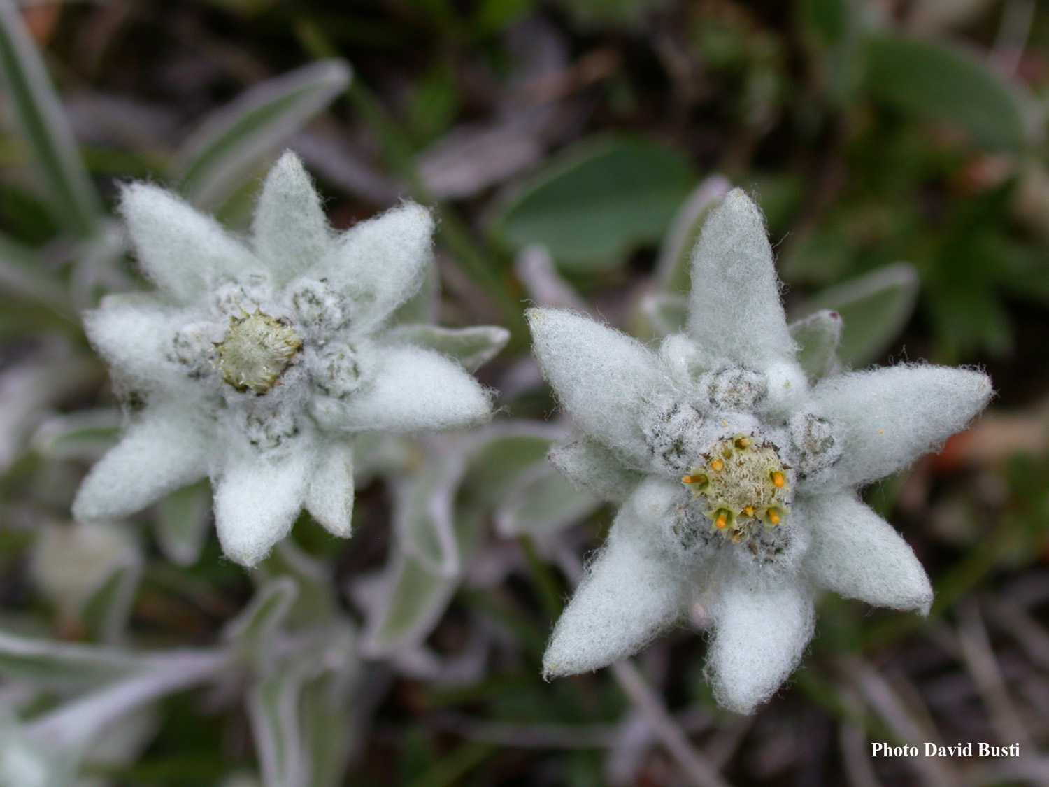 Edelweiss-Leontopodium_alpinum_1.JPG