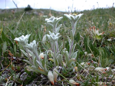 Edelweiss-Leontopodium_alpinum_4.JPG
