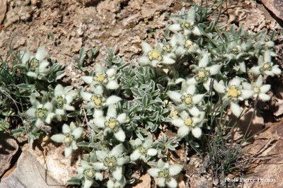 Leontopodium_sp_4.jpg