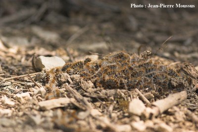 Processionnaire_du_pin_Thaumetopoea_pityocampa_2