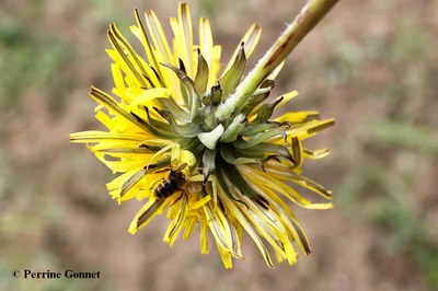 Misumena vatia araignée