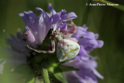 Thomisus onustus araignée fleur