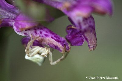 Thomisus onustus araignée orchidée 2