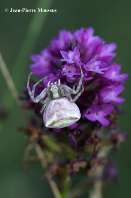 thomisus-onustus-araignee-orchidee.jpg