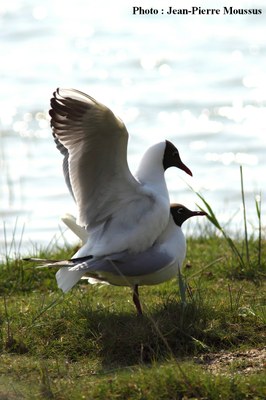 Photo_4.JPG