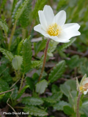 Dryade-Dryas_octopetala-2.jpg