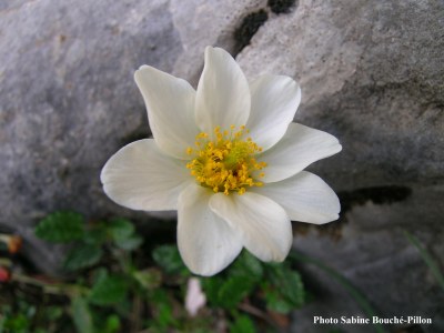 Dryade-Dryas_octopetala-3.jpg
