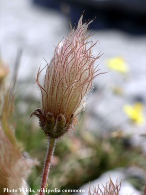 Dryade-Dryas_octopetala-4.jpg