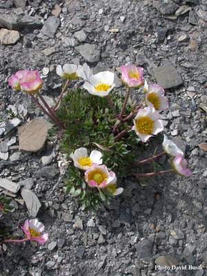 Renoncule_des_glaciers-Ranunculus-glacialis-2.jpg