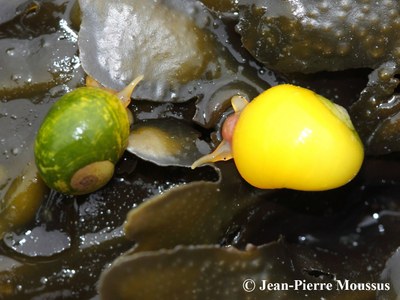 Littorina_obtusata_sur_Fucus.JPG