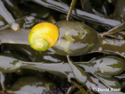 Littorina_optusata_sur_Ascophyllum_nodosum.JPG
