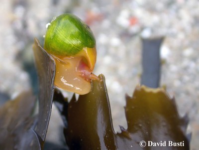 Littorina_optusata_sur_Fucus_serratus.JPG