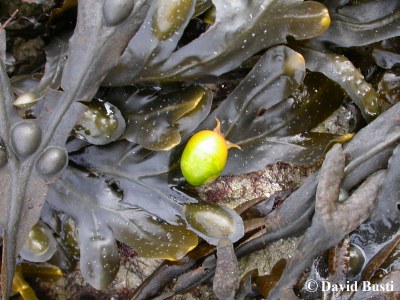 Littorina_optusata_sur_Fucus_spiralis.JPG