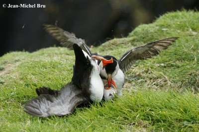 Macareux-moine-Fratercula-arctica-ecosse_5.JPG