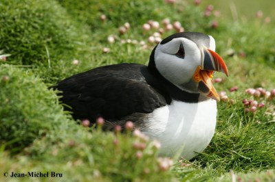 Macareux-moine-Fratercula-arctica-ecosse_6.JPG