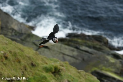 Macareux-moine-Fratercula-arctica-ecosse_7.JPG