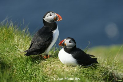 Le Macareux moine, un oiseau marin sensible aux perturbations humaines