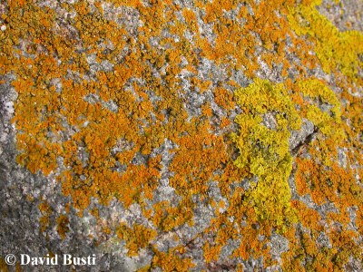 Caloplaca_marina-Xanthoria_parietina.jpg