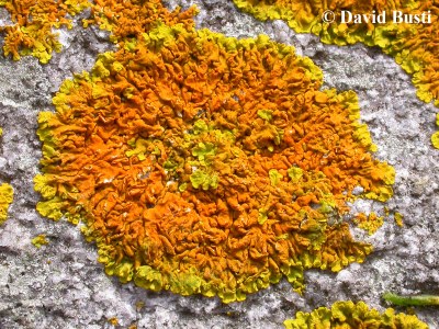 Xanthoria_parietina.jpg