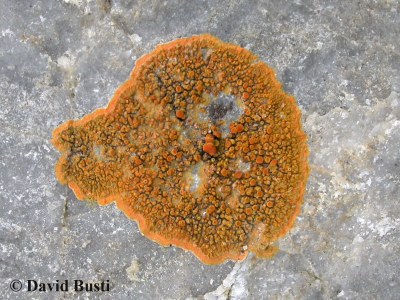 Caloplaca marina