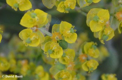 Euphorbia_cyparissias-cyathium.JPG