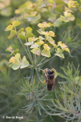 Euphorbia_cyparissias-pollinisation.JPG