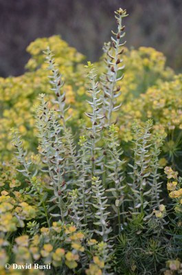 Euphorbia_cyparissias-uromyces_pisi_1.JPG