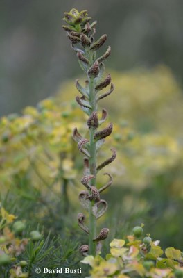 Euphorbia_cyparissias-uromyces_pisi_2.JPG
