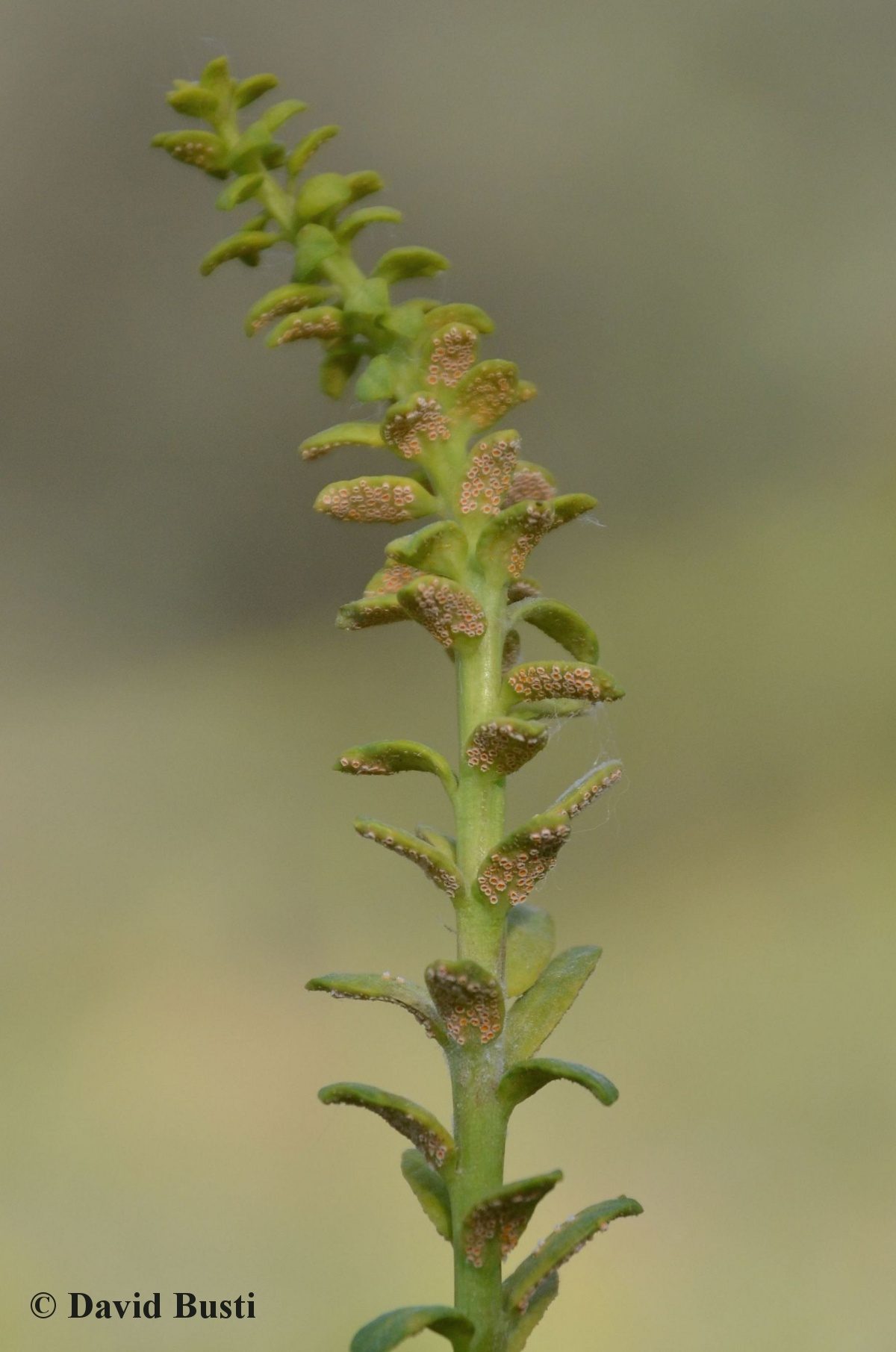 Euphorbia_cyparissias-uromyces_pisi_3.JPG