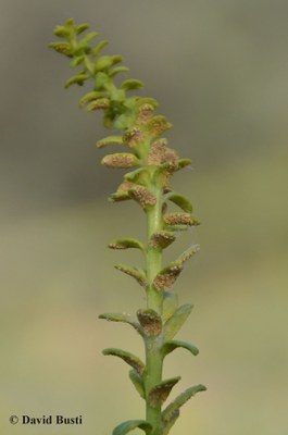 Euphorbia_cyparissias-uromyces_pisi_3.JPG