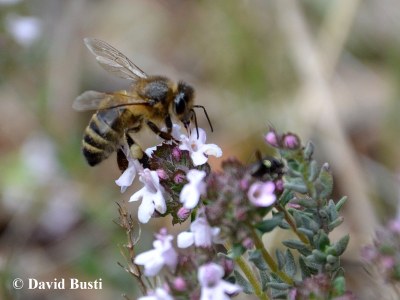 Abeille_recolte_du_nectar1.JPG