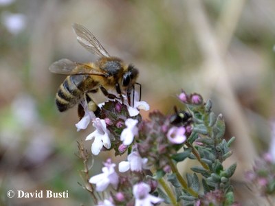 Abeille_recolte_du_nectar2.JPG