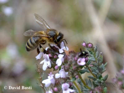 Abeille_recolte_du_nectar3.JPG